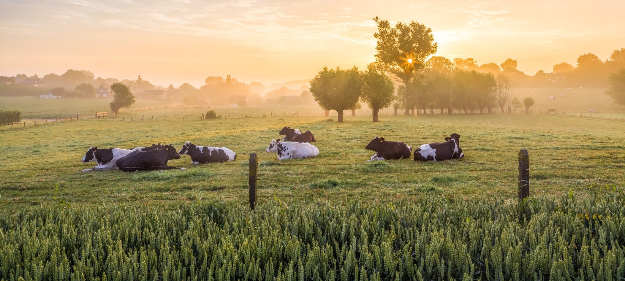 dairyb2b-pl